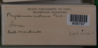 Physarum nutans image